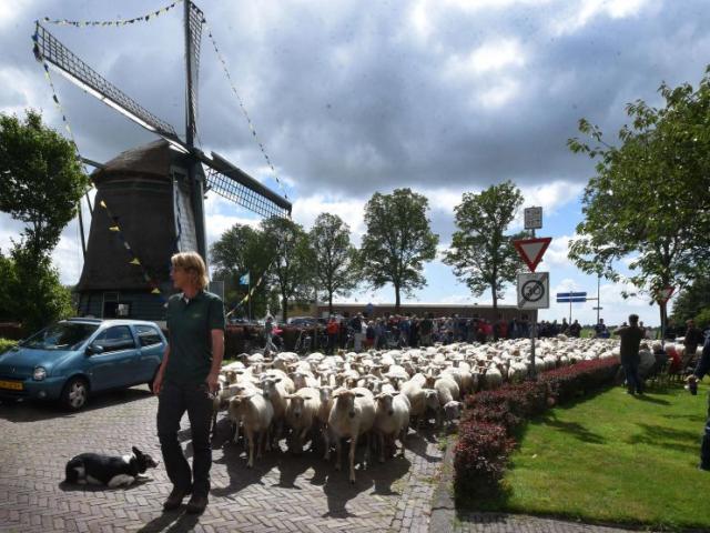 WK schapendrijven 2017