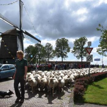 WK schapendrijven 2017